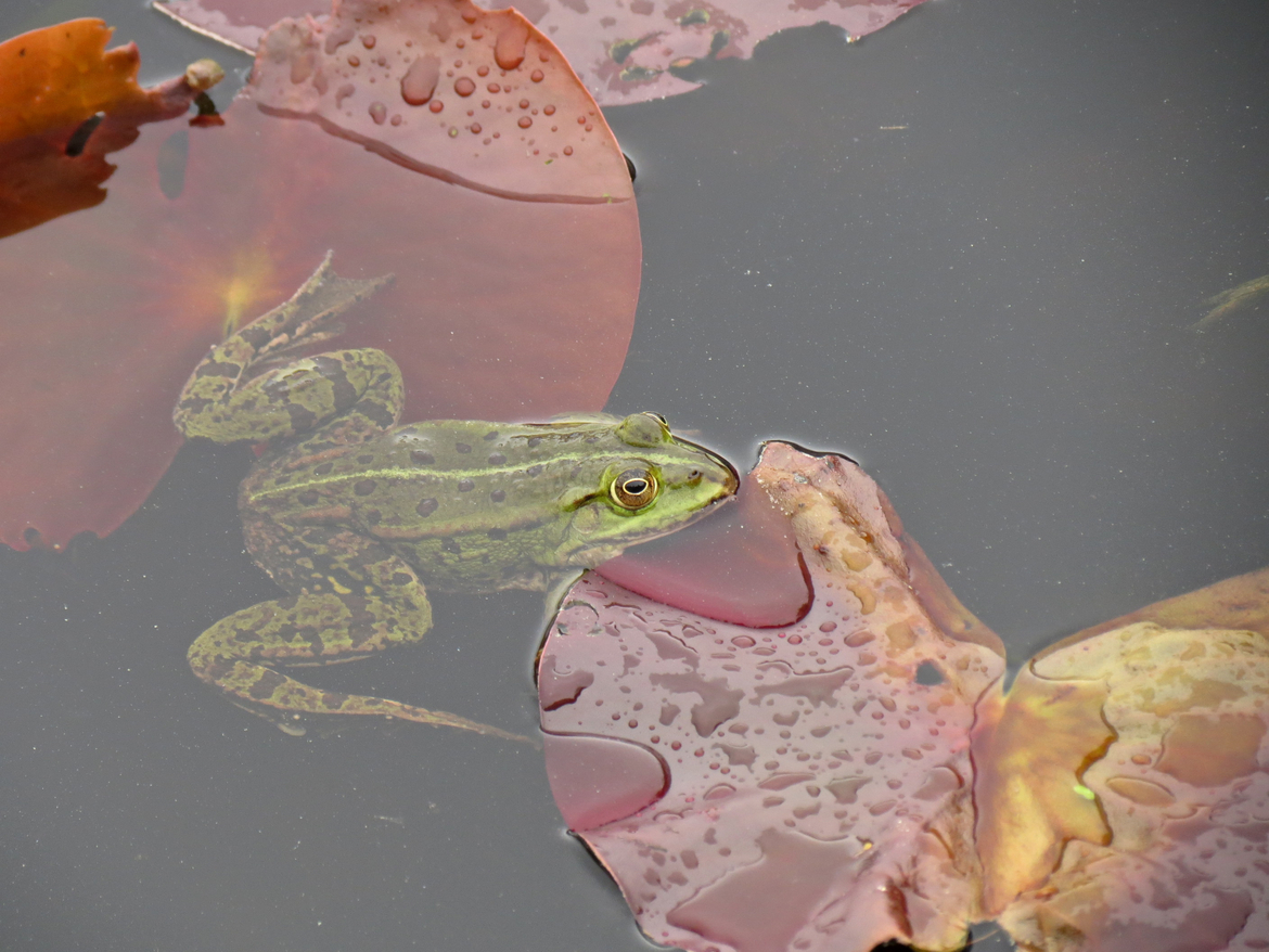 frog, Gotland, Sweden