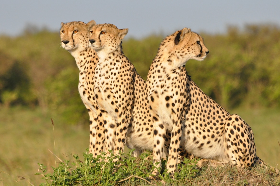Cheetah, The Serengeti, Tanzania, United Republic of