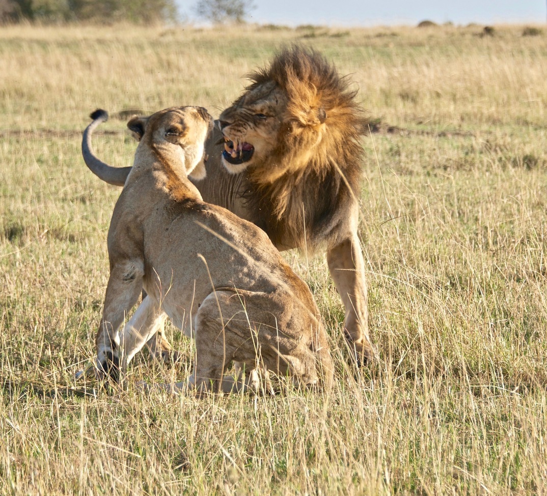 lions, masai mara, Kenya