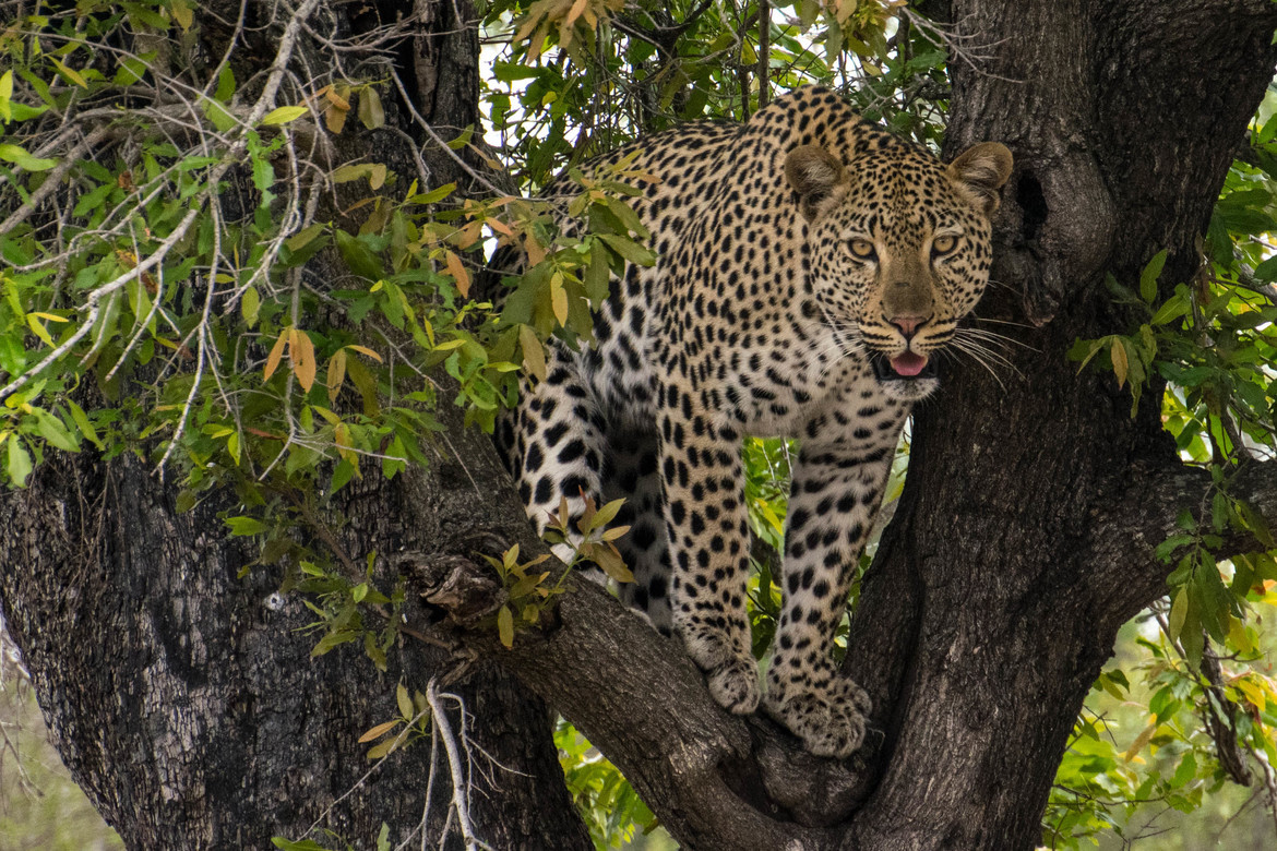 Leopard, Kruger, South Africa