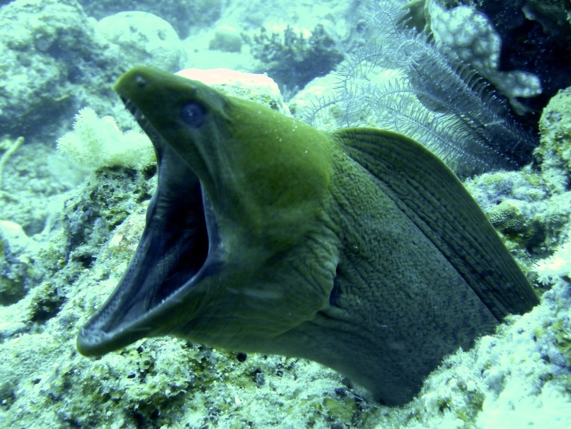 Moray Eel, Great Barrier Reef, Australia
