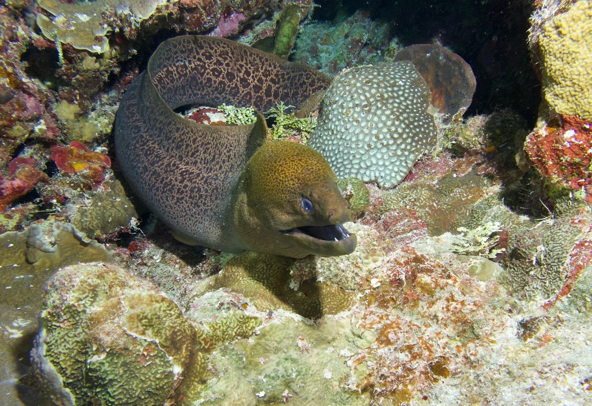 Moray Eel, Great Barrier Reef, Australia