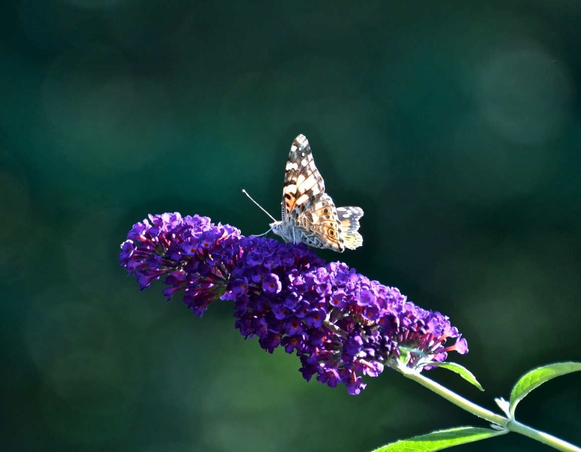 butterfly, connecticut, United States of America
