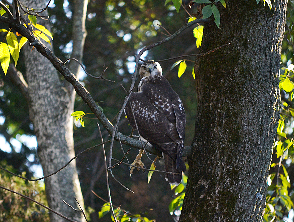 Owl, Hillsbrough, United States of America