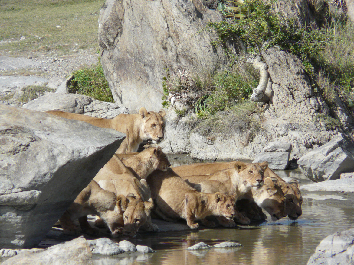 African Lion, Serengeti National Park, Tanzania, United Republic of