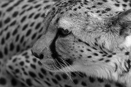 Grid cheetah