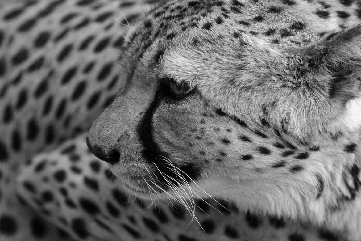 Cheetah, Keetmanshoop, Namibia