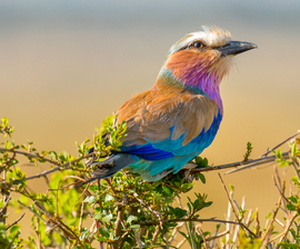 Grid lilac breasted roller larger