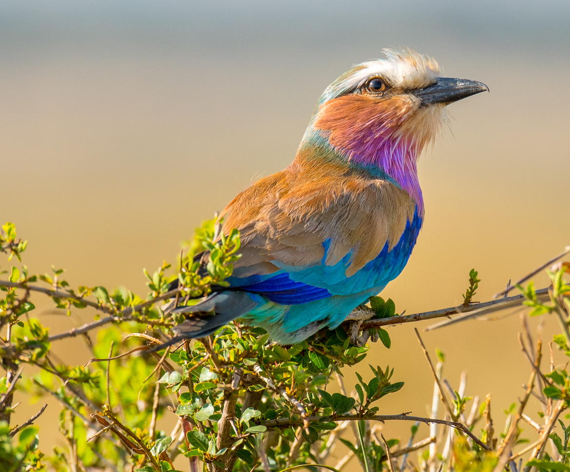Bird - Lilac breasted Roller, Masai Mara, Kenya