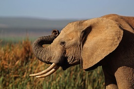 Grid elephant