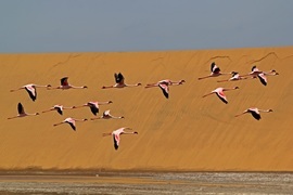 Grid flamingoes