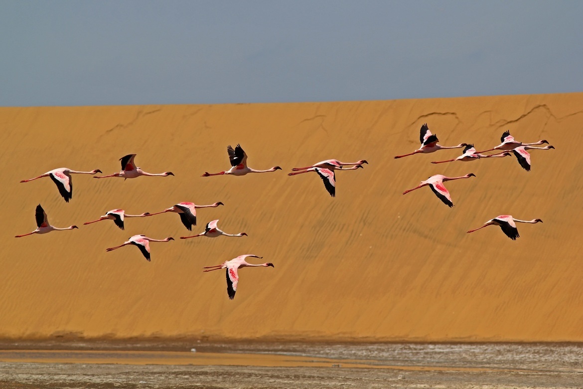 Flamingo, Walvis Bay, Namibia