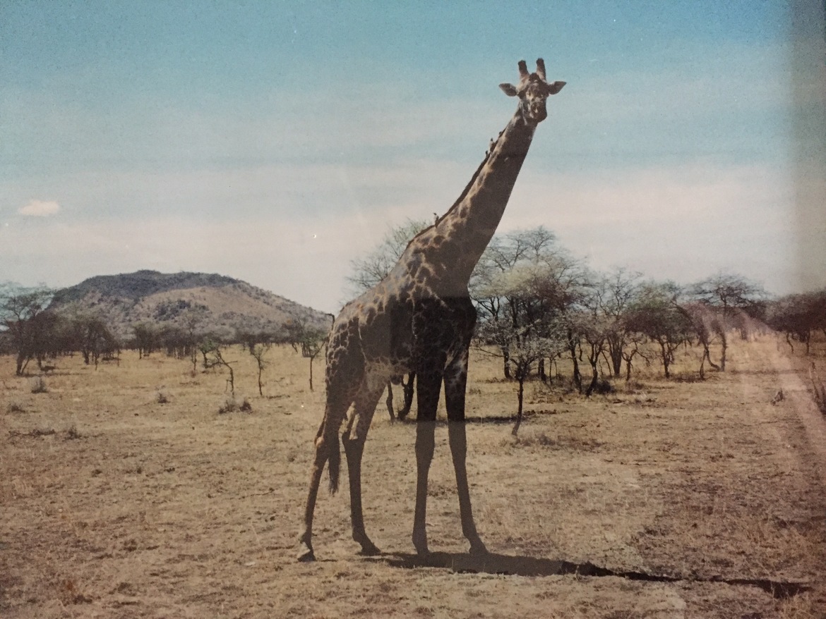 Giraffe, Massi Mara, Kenya