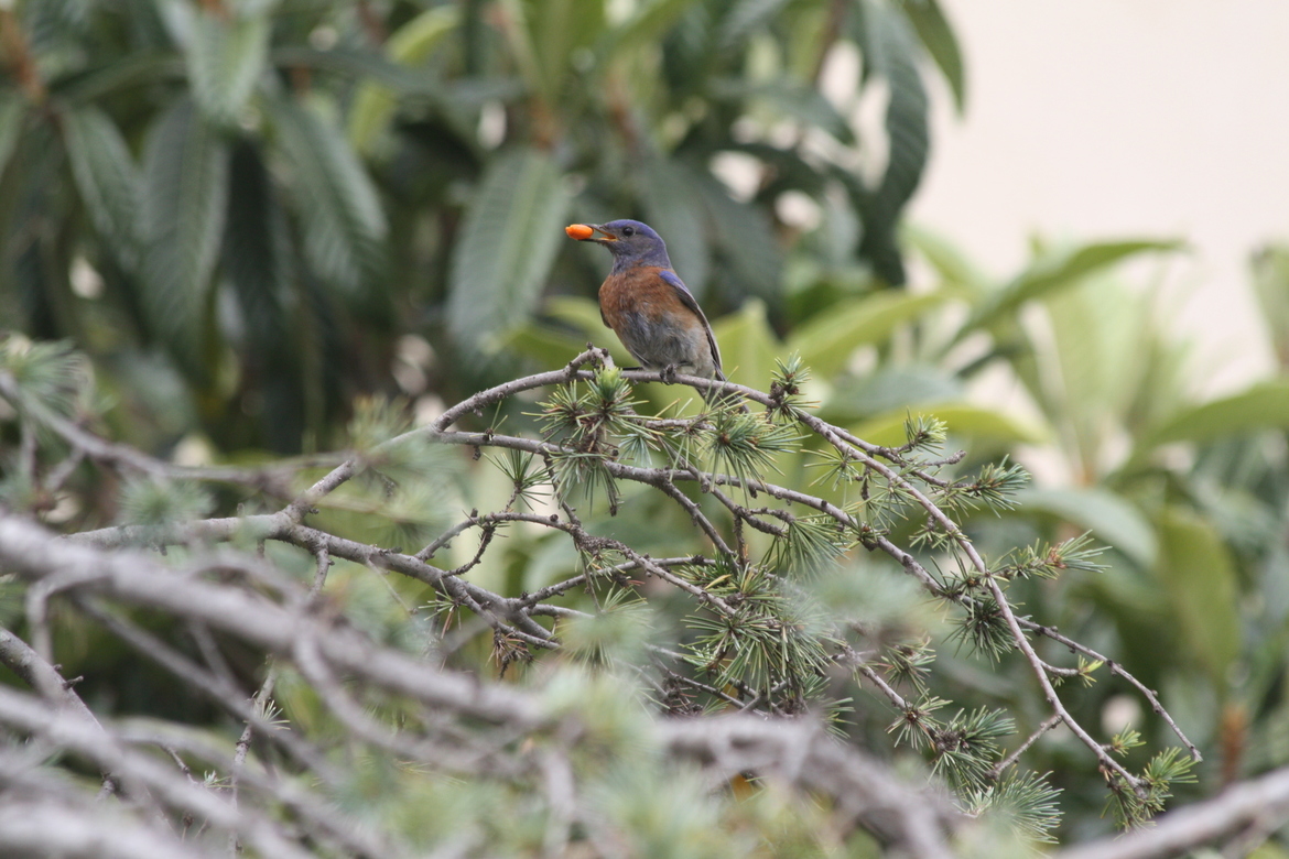 Western Bluebird, Southern California - Photographer's Backyard, United States of America