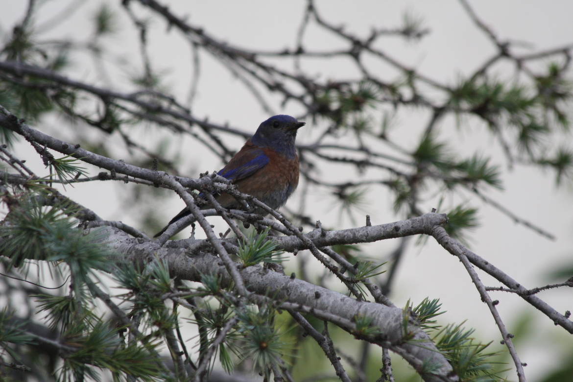 Western Bluebird, Southern California - Photographer's Backyard, United States of America