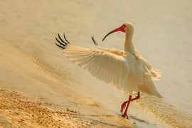 Grid whiteibis 4492 1600