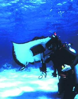 Grid me and stingray buddy