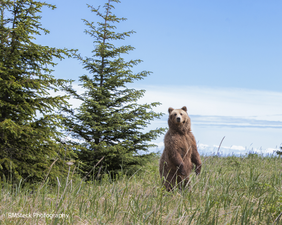 Coastal Brown Bear, Lake Clark National Park, Alaska, United States of America