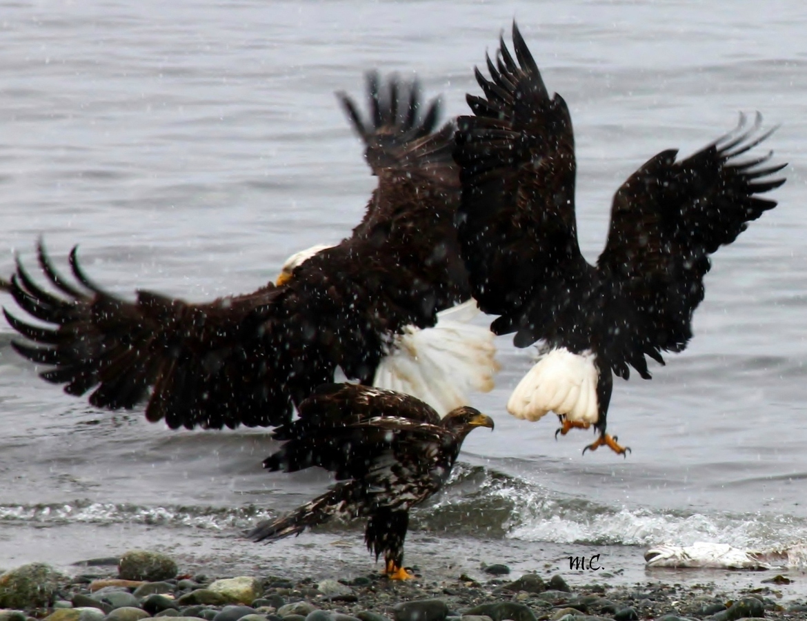 Bald Headed Eagles., Point Holmes, Comox, Canada