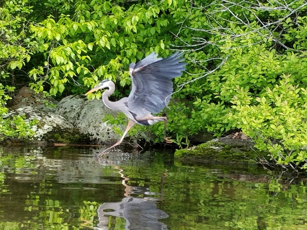 Blue Heron, West Hill Lake New Hartford, CT, United States of America