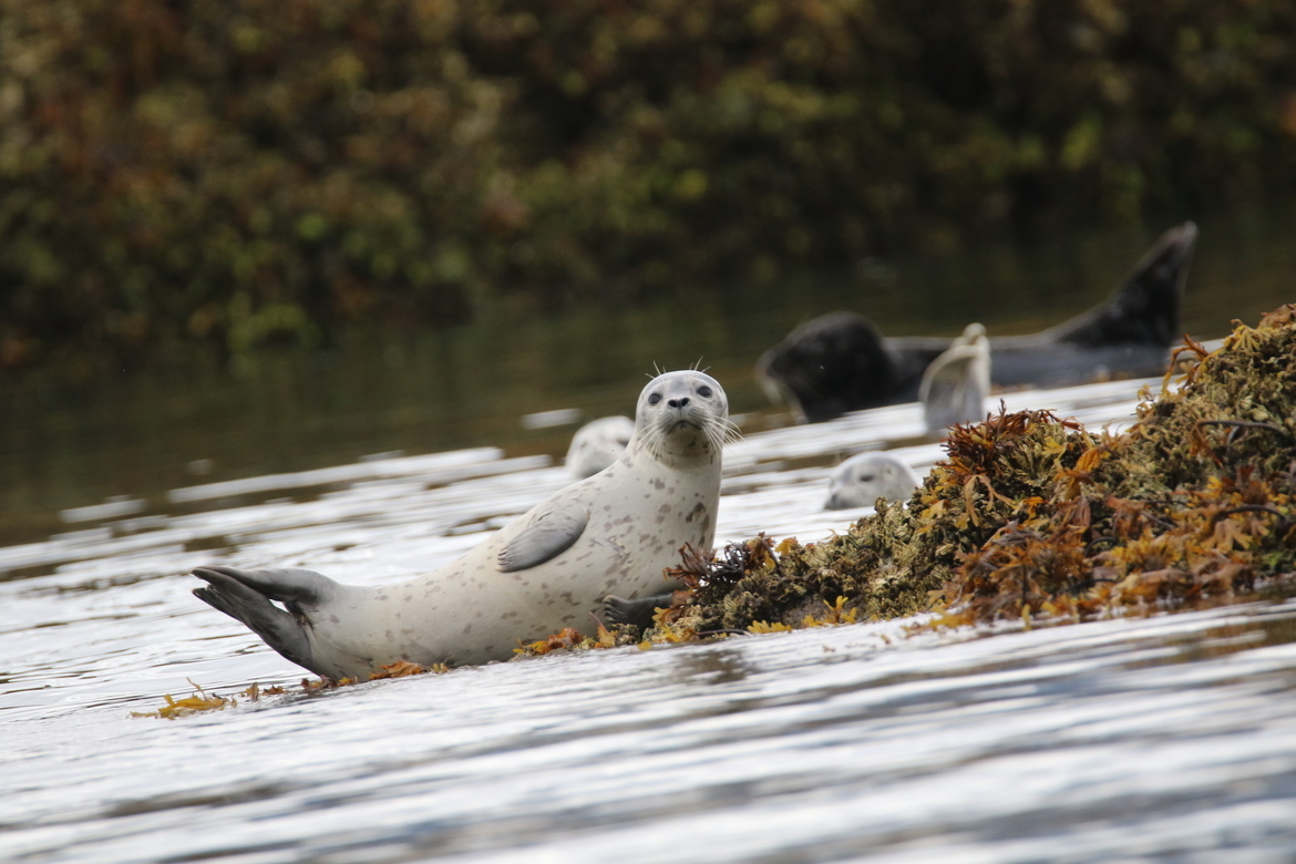 Seal, Kodiak National Wildlife Refuge, United States of America