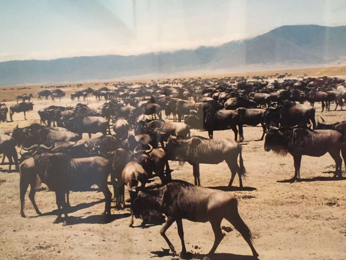 Wildebeest, Tanzania or Kenya, Tanzania, United Republic of