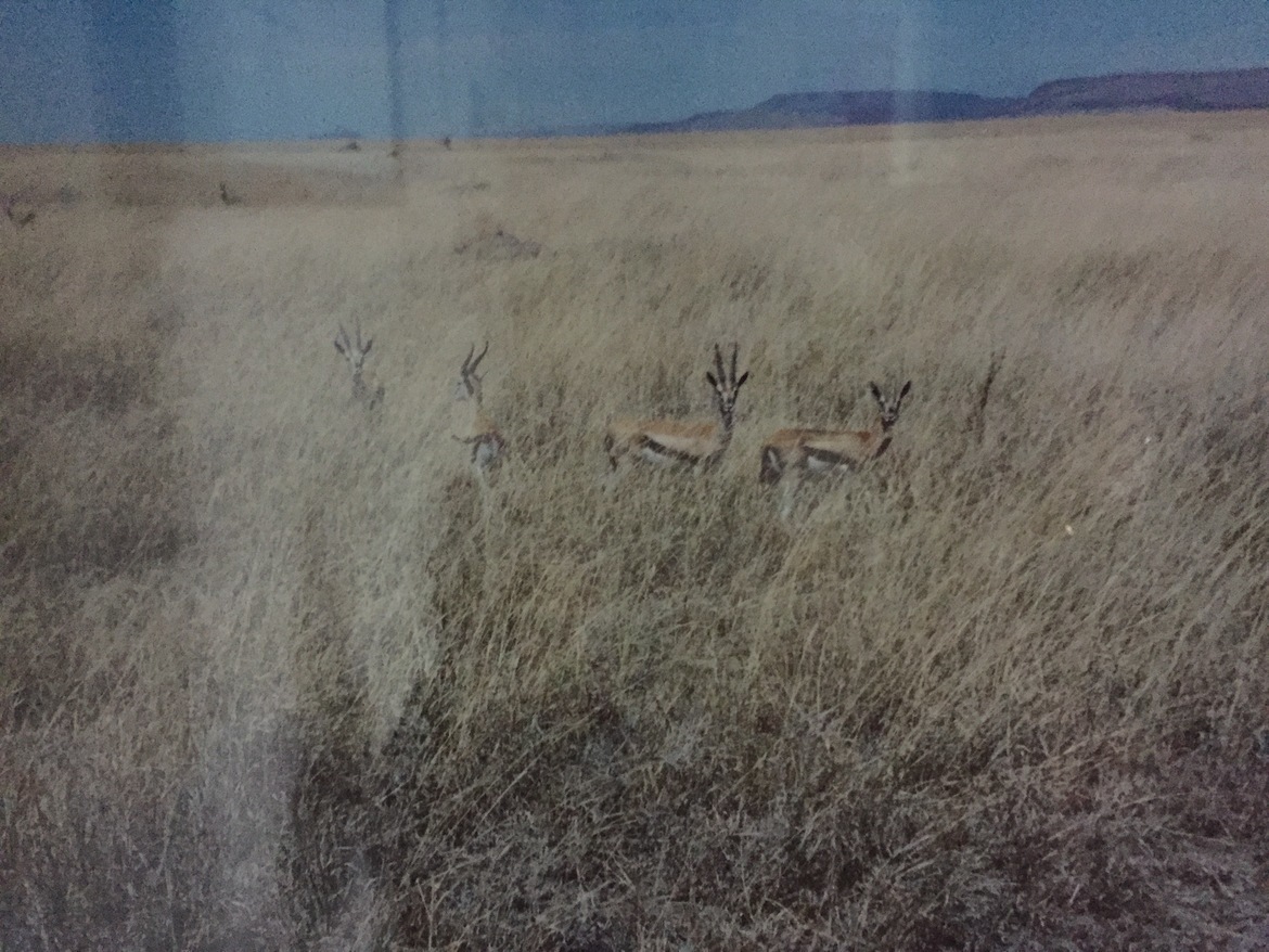 Gazelle, Kenya or Tanzania, Kenya