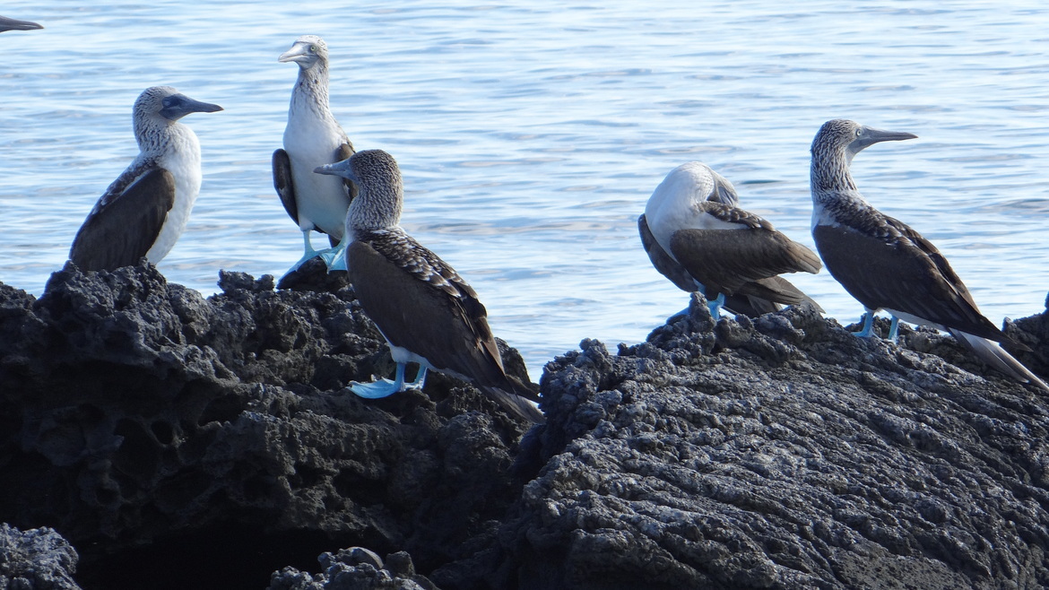 Blue footed boobie, Galapagos, Ecuador