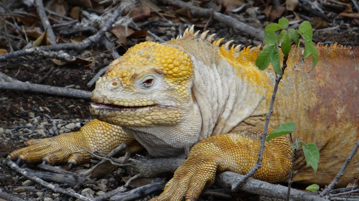 Golden Iguana, Galapagos Islands, Ecuador