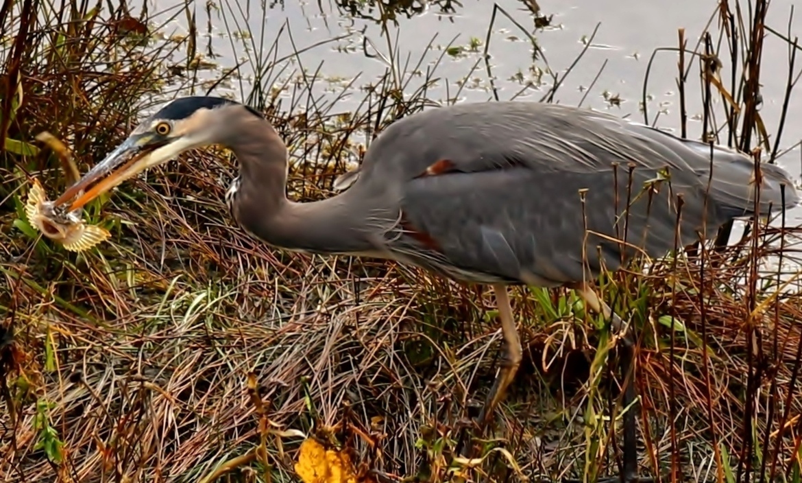 Great Blue Heron , Courtenay Estuary, B.C., Canada