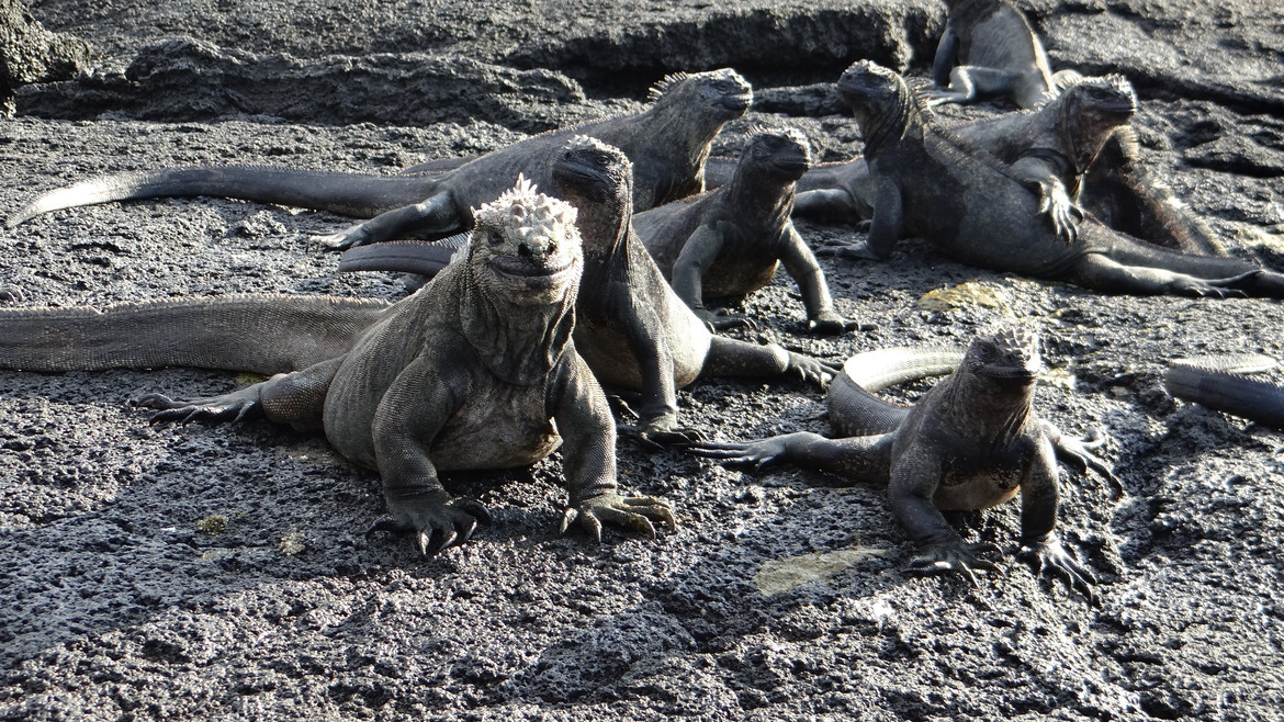Black Sea Iguanas, Galapagos Islands, Ecuador