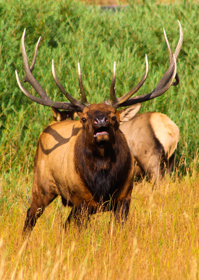 Elk, Estes Park, Colorado , United States of America