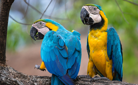 Grid blue n gold macaw