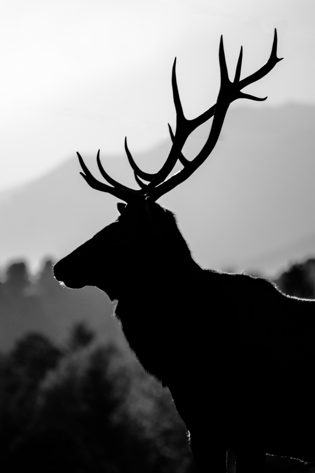 Elk, Estes Park, Colorado, United States of America