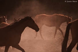 Grid following the herd