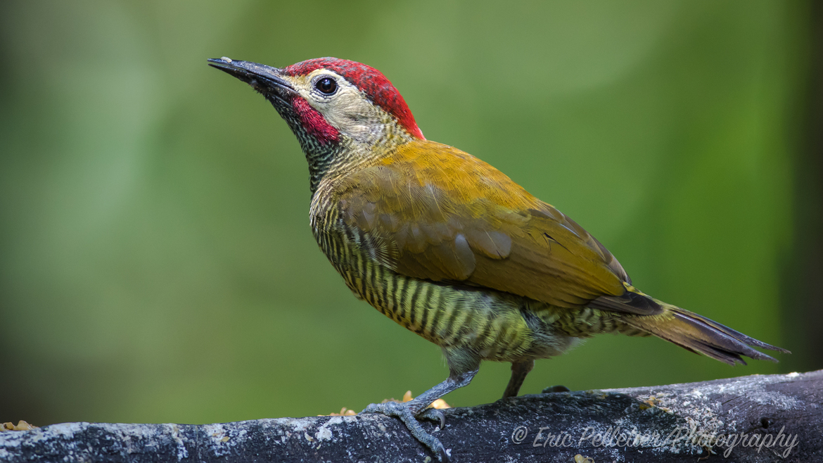 Golden-Olive Woodpecker, Mindo, Ecuador