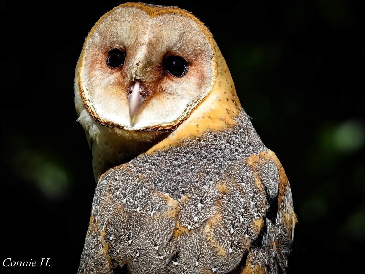 Barn Owl, Ocmulgee National Monument Park, United States of America