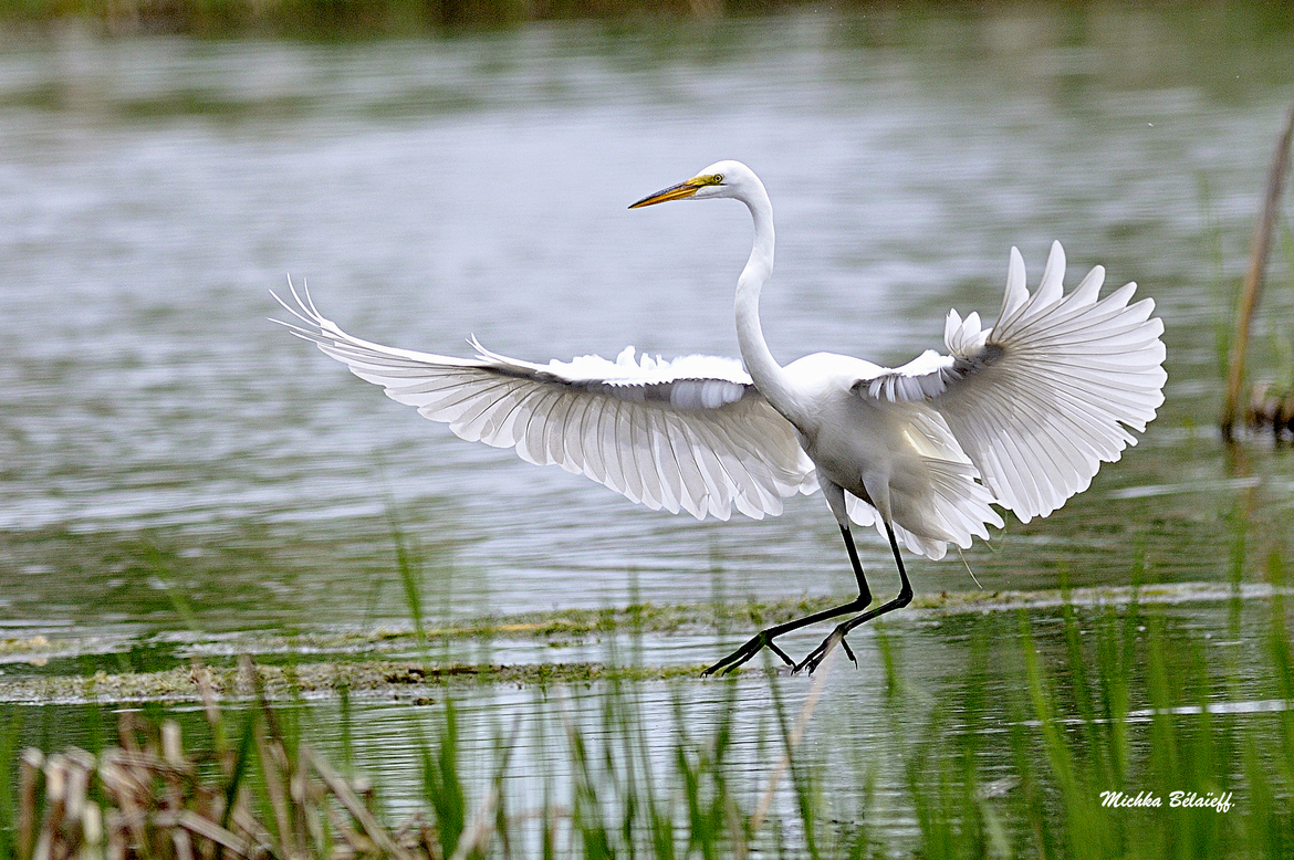 The Great Egret., Boucherville. Québec. Canada, Canada