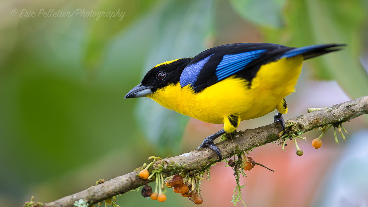 Blue-Winged Mountain Tanager, Mindo, Ecuador
