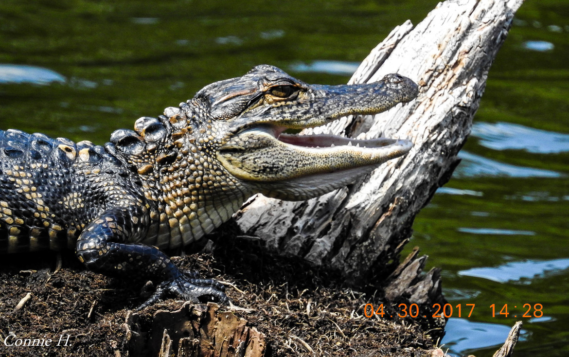Alligator, Harris Neck National Wildlife Refuge, United States of America