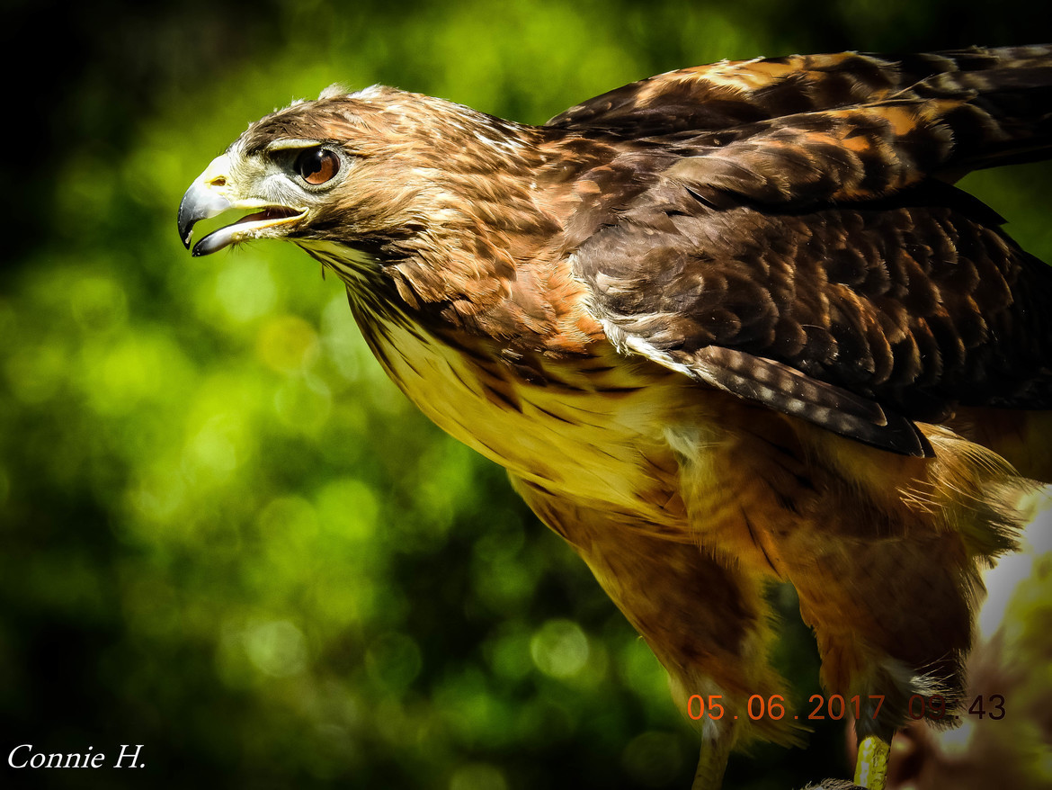 Redtail Hawk, Ocmulgee National Monument Park, United States of America