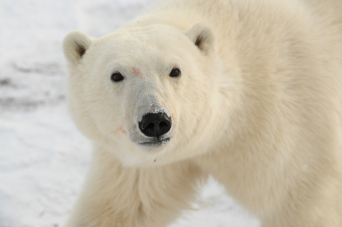 Polar Bear , Churchill , Canada