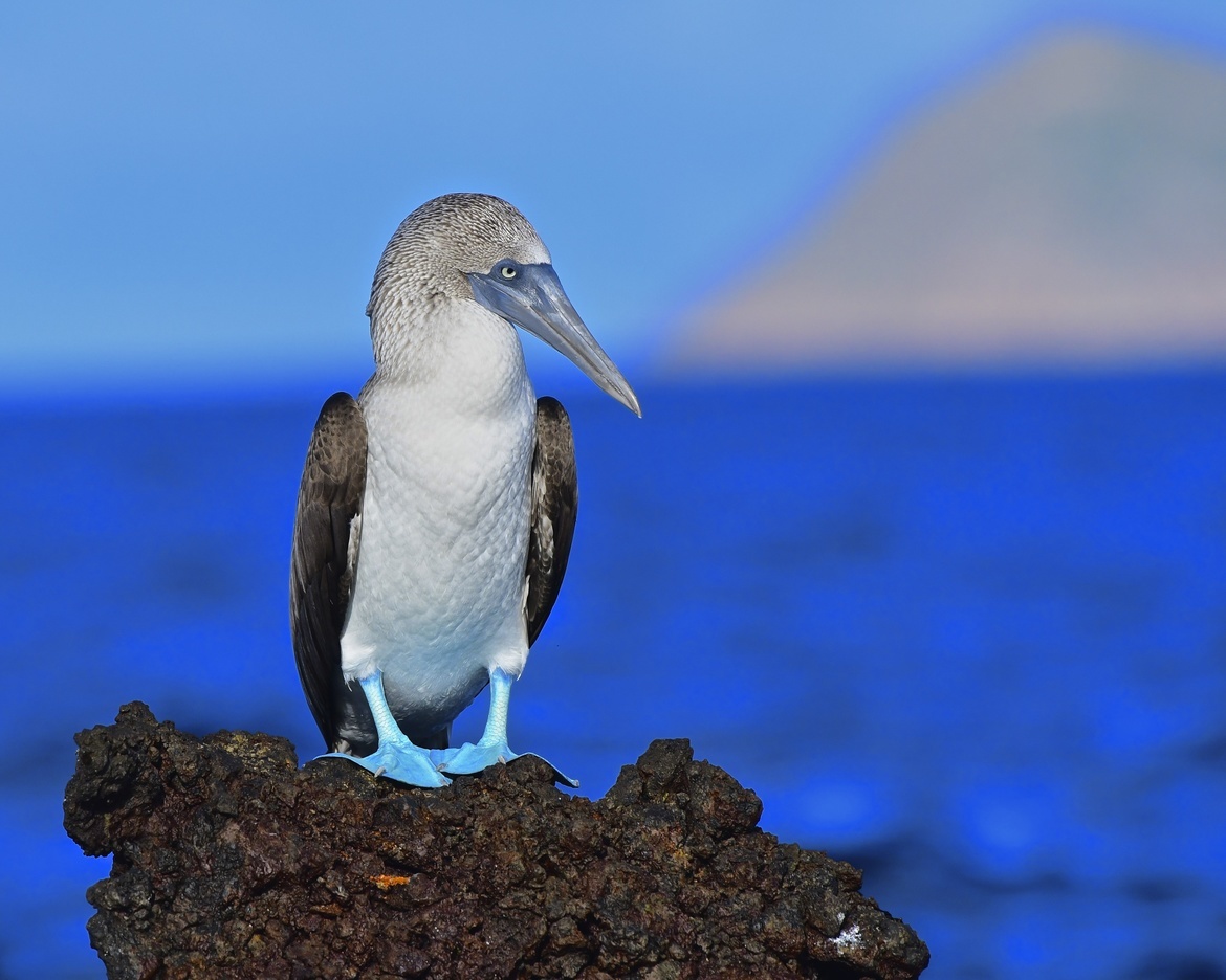Blue-Footed Booby, Galapagos Islands, Ecuador