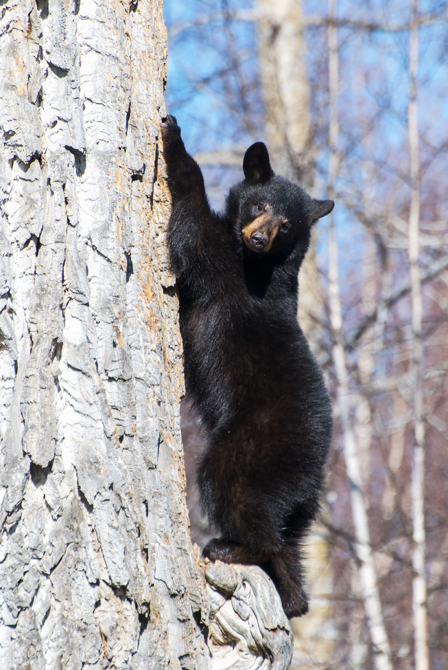 Black Bear , Campbell Track , United States of America