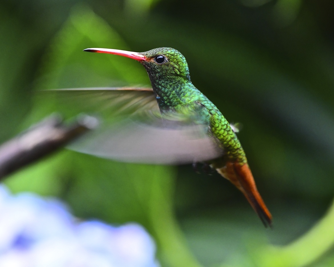 Hummingbird, Cloud Forest near Quito, Ecuador, Ecuador