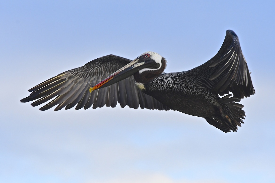 Brown Pelican, Galapagos Islands, Ecuador