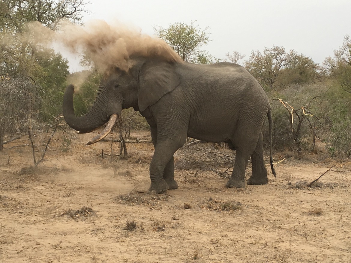 Elephant, Elephan Plains, South Africa
