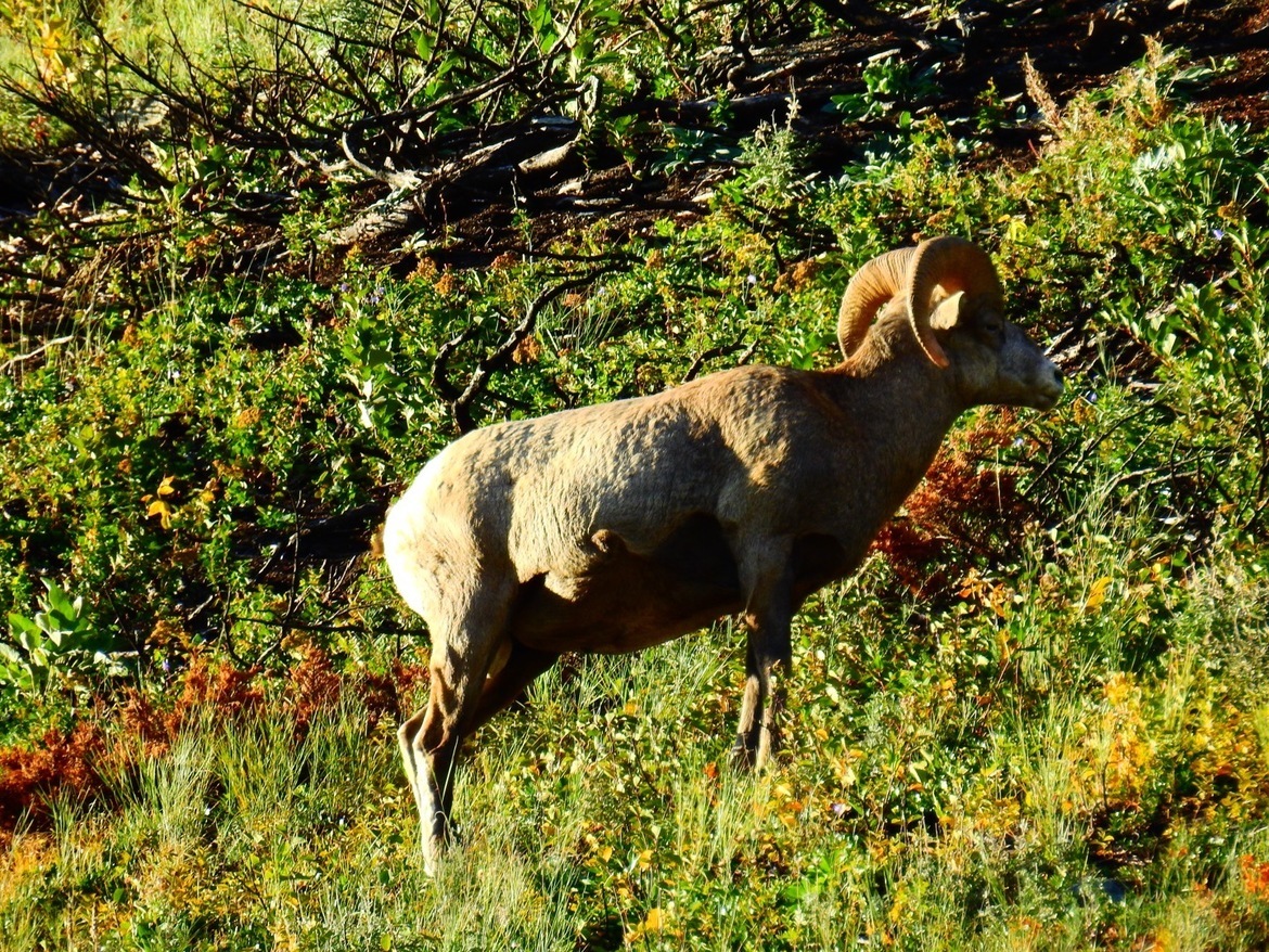 Mountain Sheep, Waterton lakes National Park, Canada