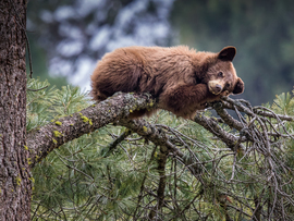 Grid sleeping bear cub   full res