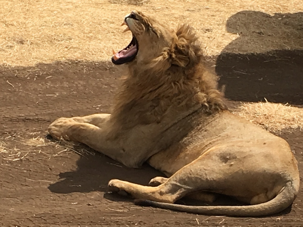 Lion, Ngorogoro Crater, Tanzania, United Republic of
